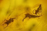 Fossil Fly, Mite and Springtails Association in Baltic Amber #163509-2